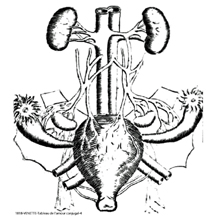 1818-VENETTE Female Perineum
