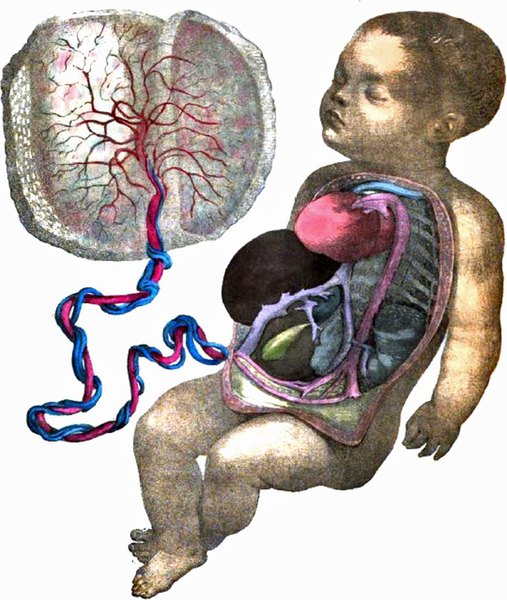Fetus/Neonate